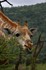 Giraffe Eating Bush.jpg
